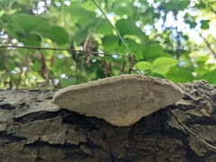 Trametes gibbosa