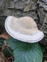 Trametes gibbosa