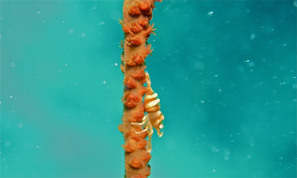 Whip Coral Shrimp