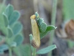 Reisserita chrysopterella