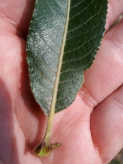 Salix daphnoides