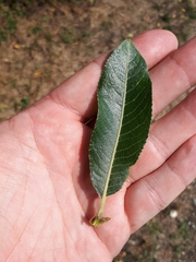 Salix daphnoides