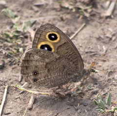 Cercyonis pegala paludum