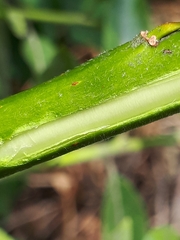 Salix daphnoides