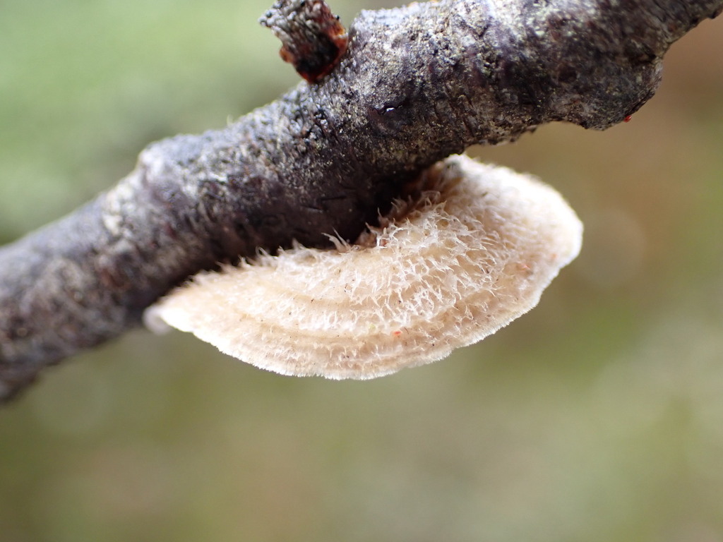 Stereum vellereum