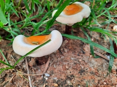Ganoderma