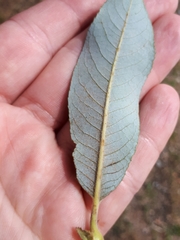 Salix daphnoides