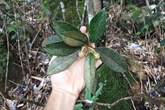 Ternstroemia luteoflora