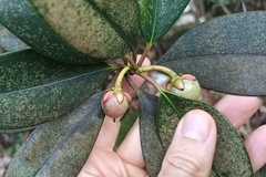 Ternstroemia luteoflora