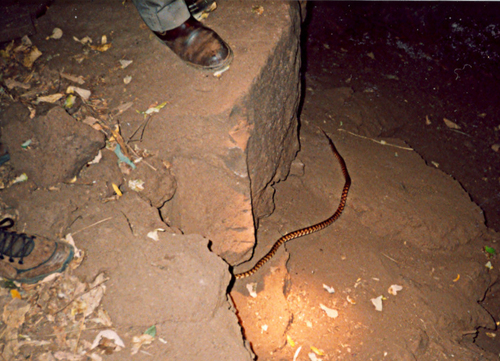 Brown Tree Snake sighting