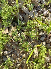 Oxalis tenella