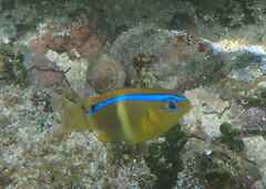 Chrysiptera leucopoma