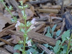Salvia taraxacifolia