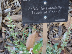 Salvia taraxacifolia
