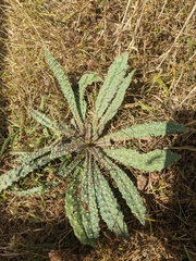 Helminthotheca echioides