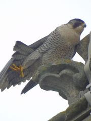 Falco peregrinus