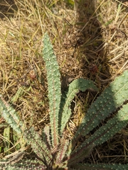 Helminthotheca echioides