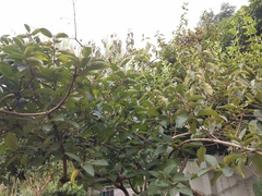 Viburnum macrocephalum