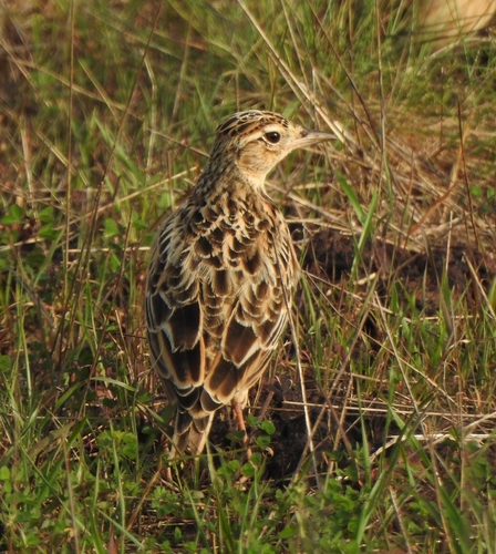 Oriental Skylark (Alauda gulgula), photo 10
