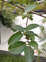 Viburnum macrocephalum