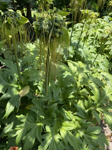 Tacca leontopetaloides observed 2022-08-21