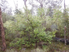 Trymalium odoratissimum