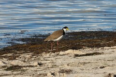 Vanellus miles novaehollandiae