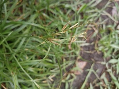 Poaceae