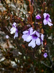 Prostanthera hindii