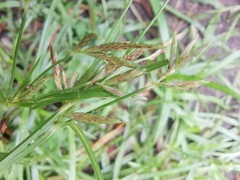 Poaceae