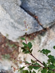 Holodiscus discolor microphyllus