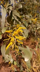 Acacia difficilis