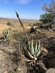 Aloe gerstneri