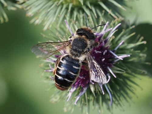 Horned Woodborer