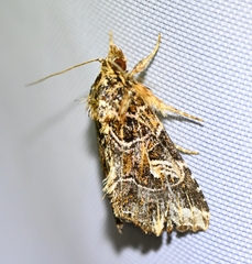 Callopistria duplicans