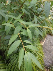 Forsythia viridissima