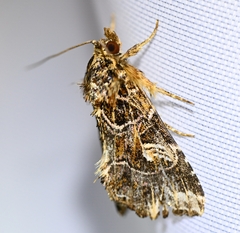 Callopistria duplicans