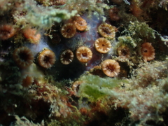 Polycyathus muellerae