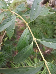 Forsythia viridissima