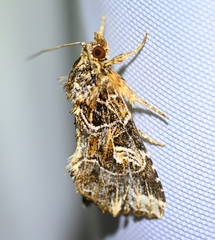 Callopistria duplicans