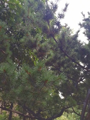 Pinus parviflora