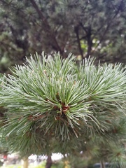 Pinus parviflora