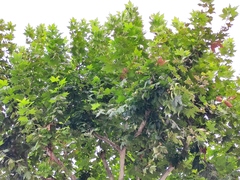 Platanus × hispanica