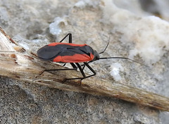 Dionconotus neglectus neglectus