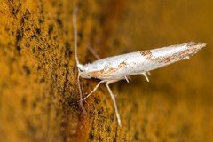 Argyresthia bonnetella