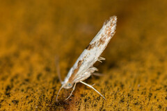 Argyresthia bonnetella