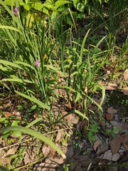 Tulbaghia violacea