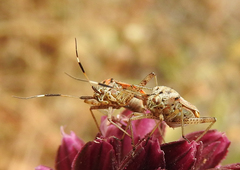 Closterotomus histrio