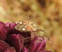 Closterotomus histrio