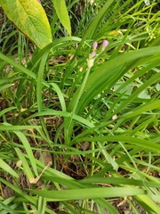Tulbaghia violacea